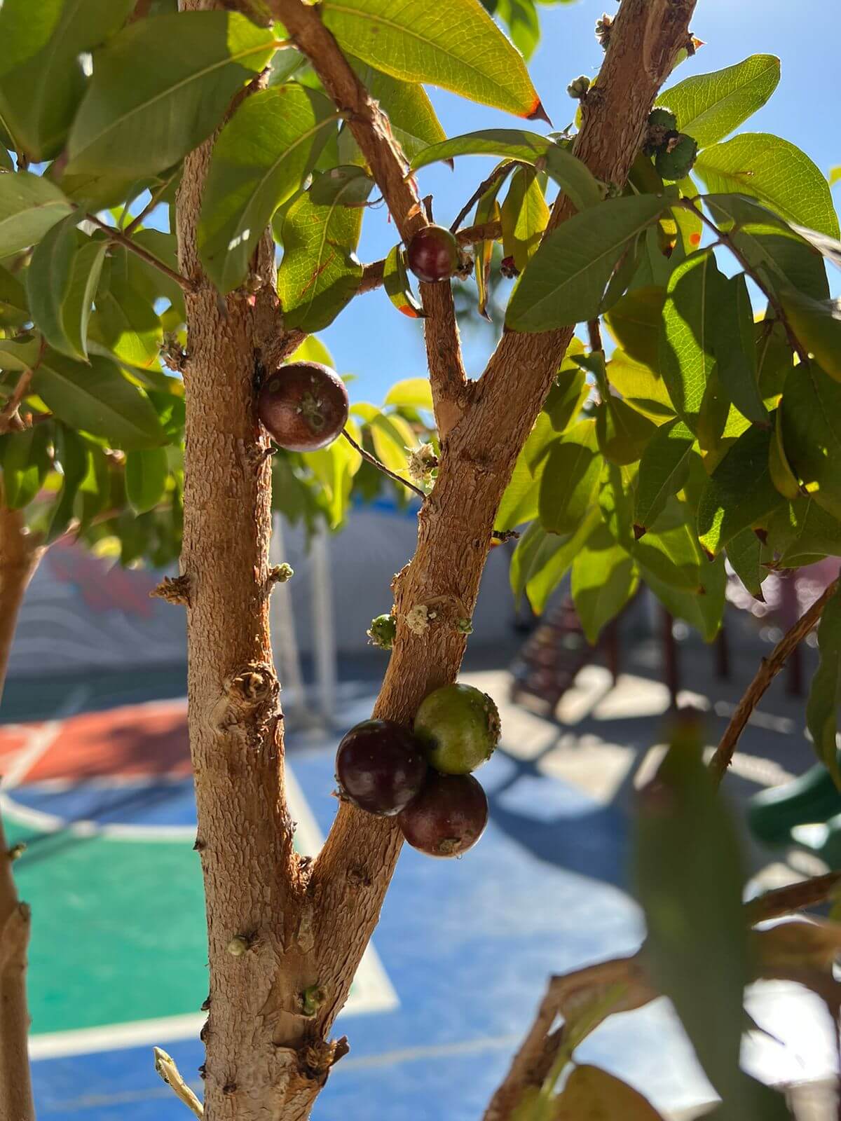 WhatsApp Image 2024-08-20 at 12.09.52